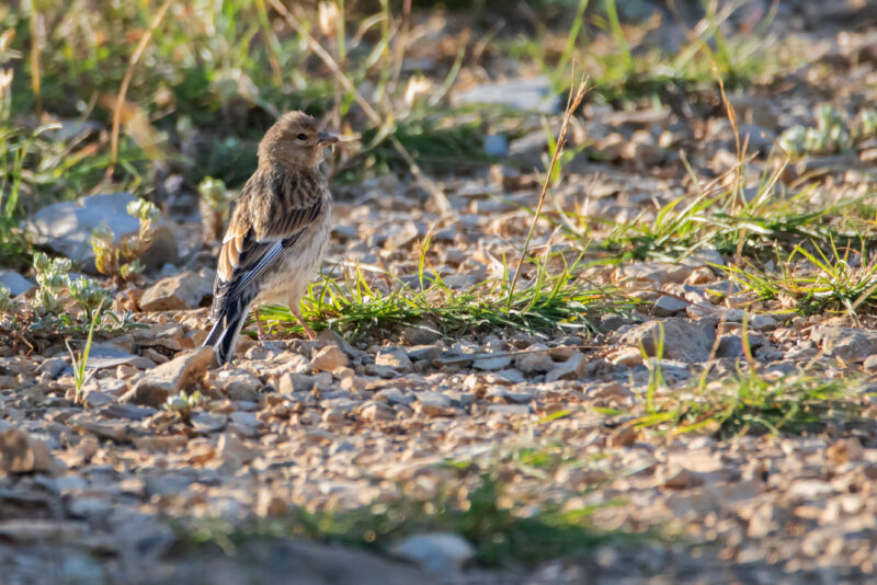 Linotte mélodieuse femelle